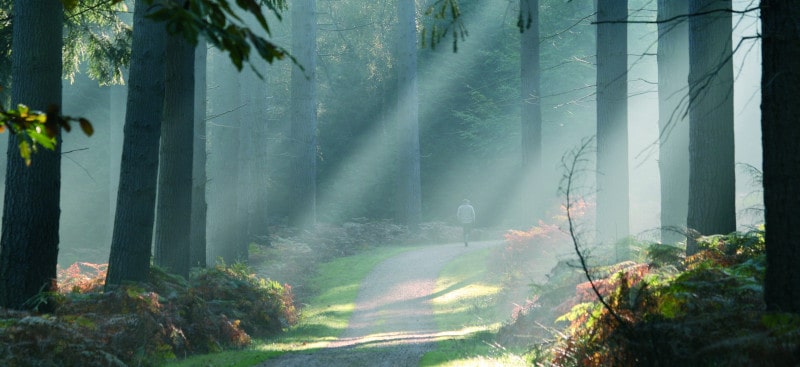 Walker on New Forest Pathway
