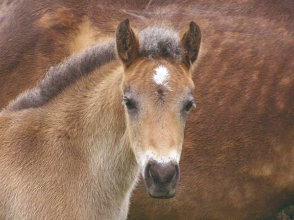 new forest ponies
