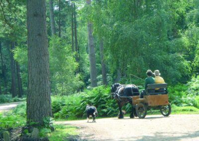 horse and cart in anderwood, new forest